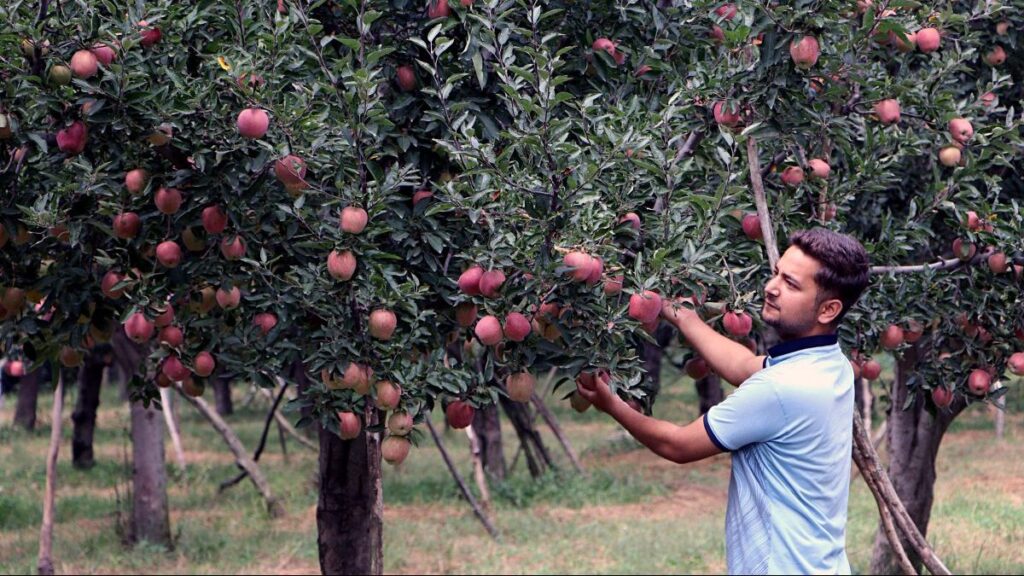case study on apples from kashmir